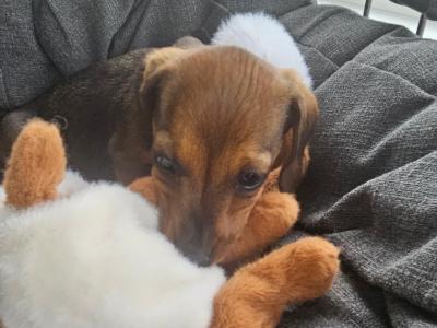 Dachshund puppies in Westmeath
