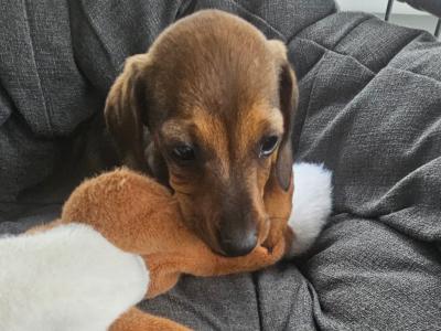 Dachshund puppies in Westmeath