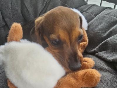 Dachshund puppies in Westmeath