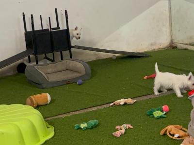 Full Pedigree IKC Registered West Highland White Terrier puppies in Fermanagh  0871486601