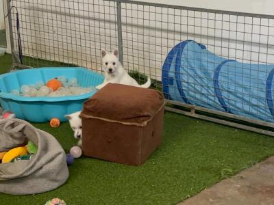 Full Pedigree IKC Registered West Highland White Terrier puppies in Fermanagh  0871486601