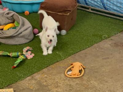 Full Pedigree IKC Registered West Highland White Terrier puppies in Fermanagh  0871486601