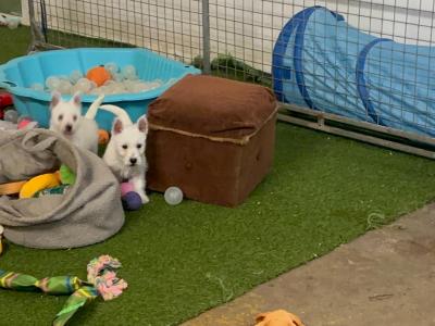 Full Pedigree IKC Registered West Highland White Terrier puppies in Fermanagh  0871486601