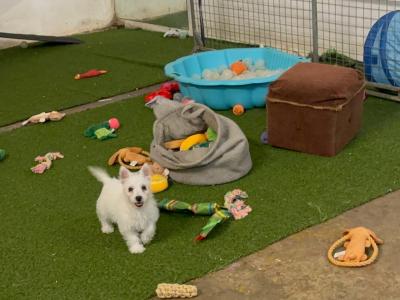 Full Pedigree IKC Registered West Highland White Terrier puppies in Fermanagh  0871486601
