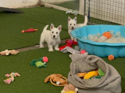 Full Pedigree IKC Registered West Highland White Terrier puppies in Fermanagh  0871486601