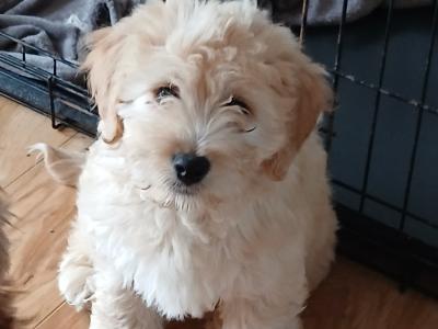 Cockapoo , (1 male remaining)