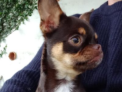 ⭐️IKC Registered (pending) chocolate & tan female Chihuahua puppy 8 months old ⭐️