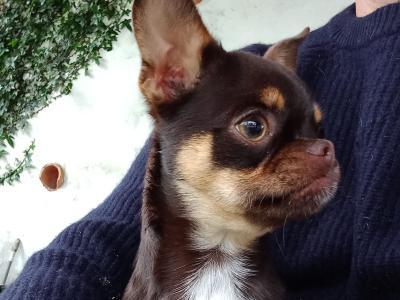⭐️IKC Registered (pending) chocolate & tan female Chihuahua puppy 9 months old ⭐️