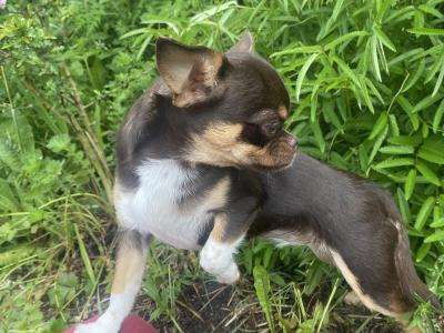 ⭐️IKC Registered (pending) chocolate & tan female Chihuahua puppy 8 months old ⭐️