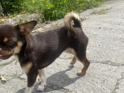⭐️IKC Registered (pending) chocolate & tan female Chihuahua puppy 8 months old ⭐️