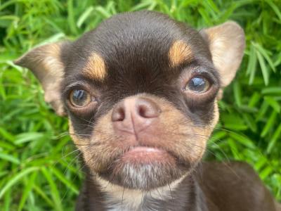 ⭐️IKC Registered (pending) chocolate & tan female Chihuahua puppy 8 months old ⭐️