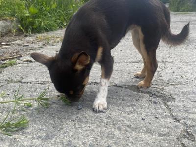 ⭐️IKC Registered (pending) chocolate & tan female Chihuahua puppy 8 months old ⭐️