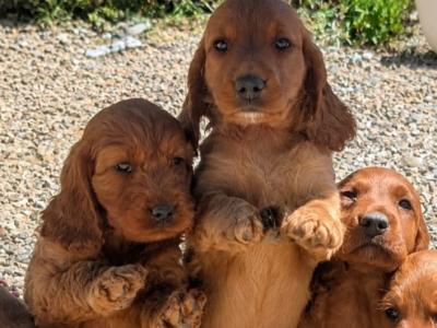 🐶 Cavapoo x English Cocker Spaniel puppies in Offaly 🐶