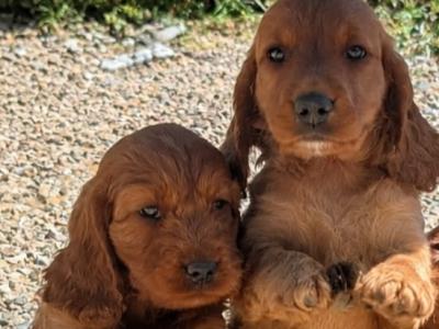 🐶 Cavapoo x English Cocker Spaniel puppies in Offaly 🐶