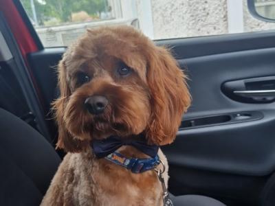 🐶 Cavapoo x English Cocker Spaniel puppies in Offaly 🐶