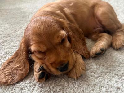 Cocker Spaniel puppies in Laois (Health tested parents)