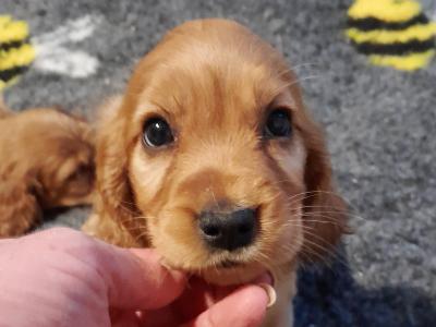 Cocker Spaniel puppies in Laois (Health tested parents)