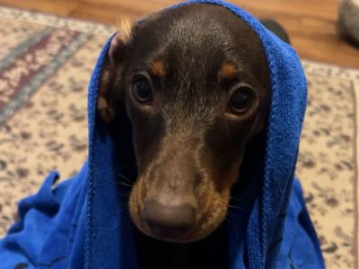 Dachshund puppy for sale in Mayo