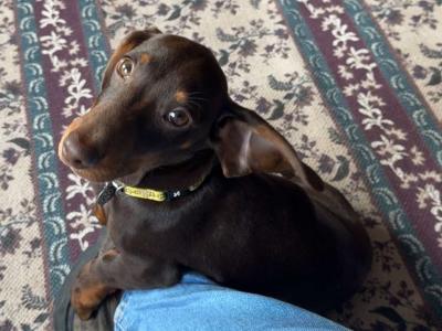 Dachshund puppy for sale in Mayo