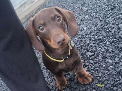 Dachshund puppy for sale in Mayo