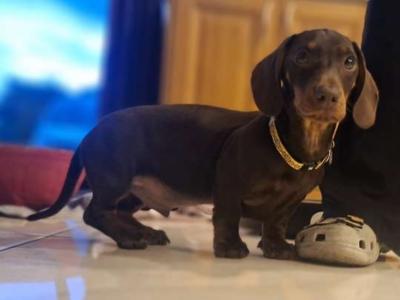 Dachshund puppy for sale in Mayo