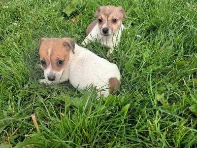 Jack Russell puppies for sale in Wexford
