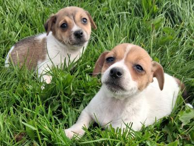 Jack Russell puppies for sale in Wexford