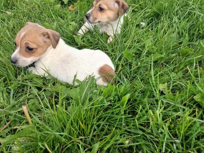 Jack Russell puppies for sale in Wexford