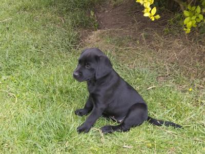 IKC Registered female Black Labrador puppies in Clare