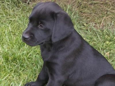 IKC Registered female Black Labrador puppies in Clare