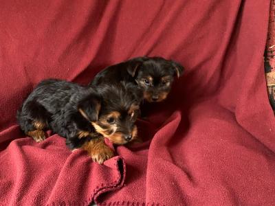Miniature Yorkshire Terrier puppies in Limerick