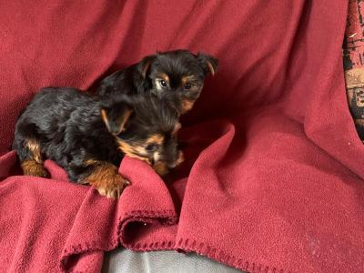 Miniature Yorkshire Terrier puppies in Limerick