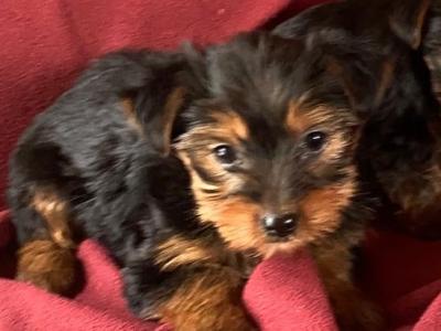 Miniature Yorkshire Terrier puppies in Limerick