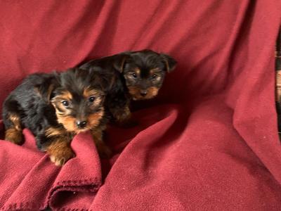 Miniature Yorkshire Terrier puppies in Limerick