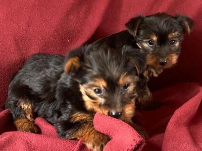 Miniature Yorkshire Terrier puppies in Limerick