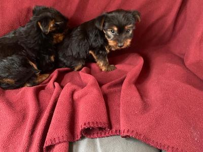 Miniature Yorkshire Terrier puppies in Limerick