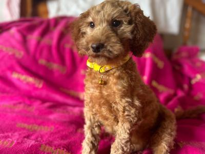 2 male Cavapoo puppies left in Wexford