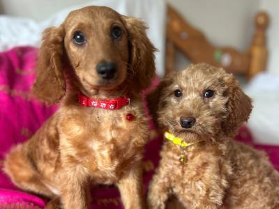 Male Cavapoos reduced