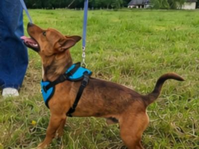 Quality Merle Jack Russel Terrier stud in Tipperary