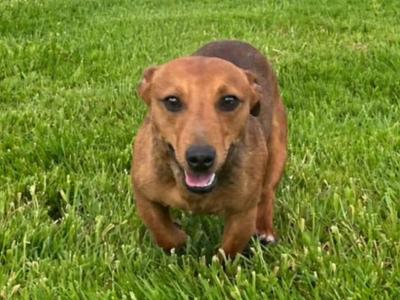 Quality Merle Jack Russel Terrier stud in Tipperary
