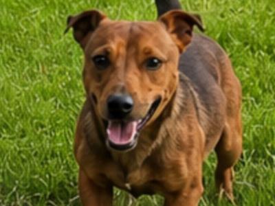 Quality Merle Jack Russel Terrier stud in Tipperary