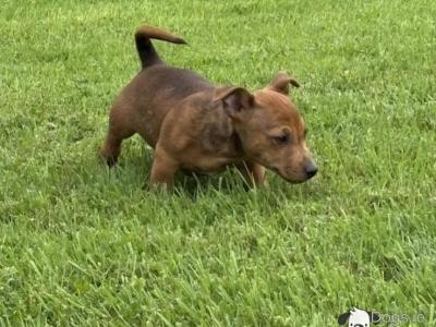 Quality Merle Jack Russel Terrier stud in Tipperary