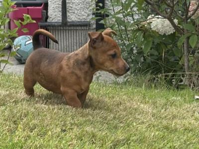 Quality Merle Jack Russel Terrier stud in Tipperary