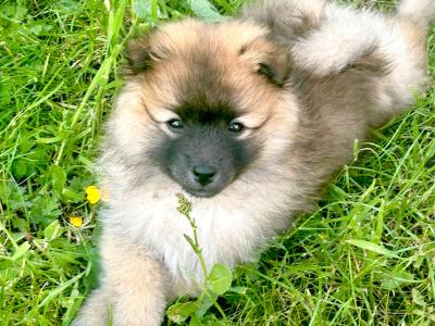 Beautiful male Pomeranian puppy in Carlow