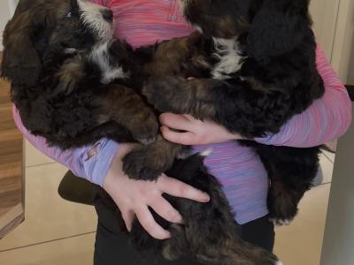 F1b Standard Bernadoodle puppies in Tipperary