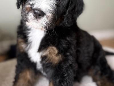 F1b Standard Bernadoodle puppies in Tipperary