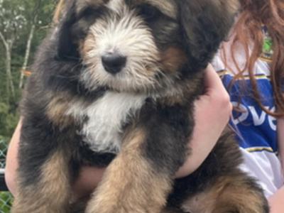 F1b Standard Bernadoodle puppies in Tipperary