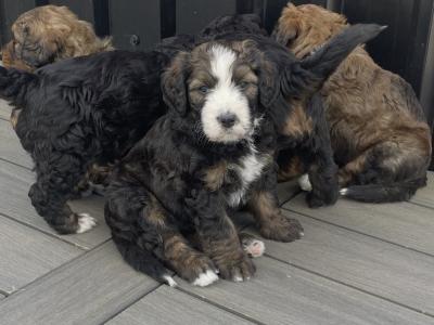 F1b Standard Bernadoodle puppies in Tipperary