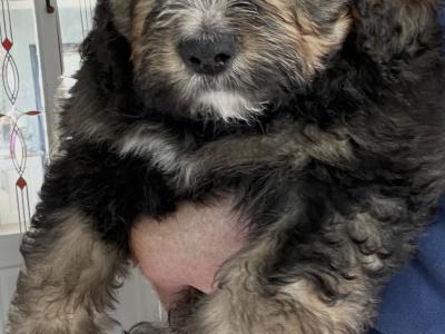 F1b Standard Bernadoodle puppies in Tipperary