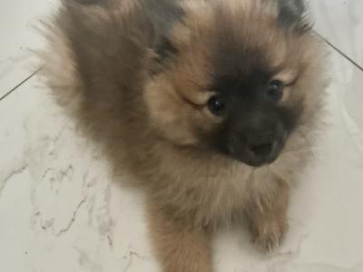 Beautiful male Pomeranian puppy in Carlow